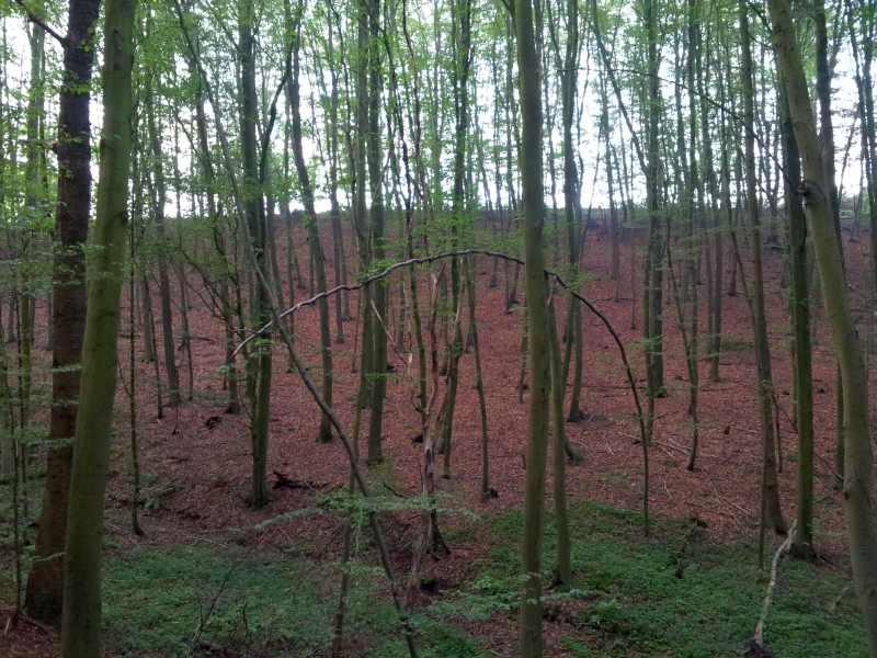 Wald