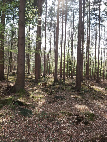 Wald